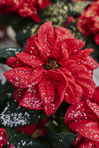 Röd Julstjärna Med Glitter Jul — Stockfoto