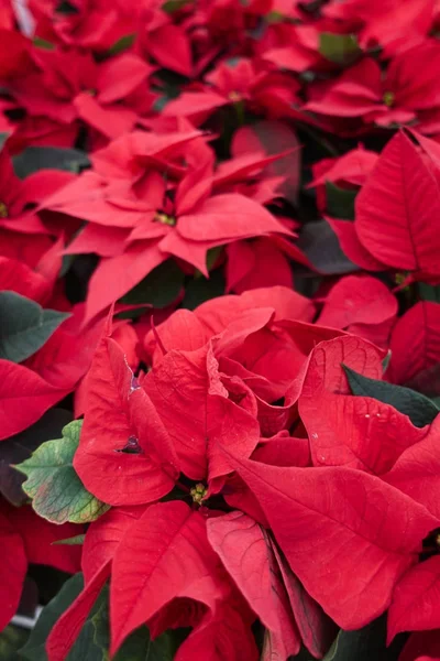 Poinsétia Vermelha Natal — Fotografia de Stock