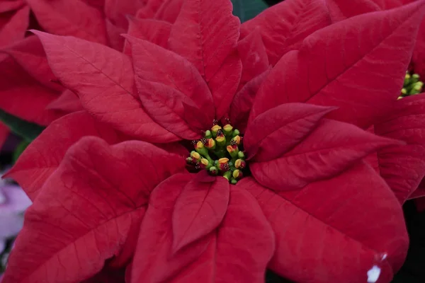 Piros Mikulásvirág Karácsonyi — Stock Fotó