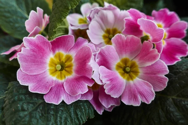 Kleurrijke Primula Lente Seizoen — Stockfoto