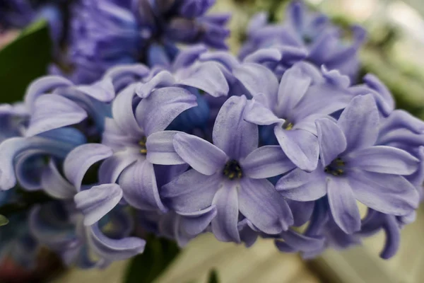 Hyacinth Garden — Stock Photo, Image