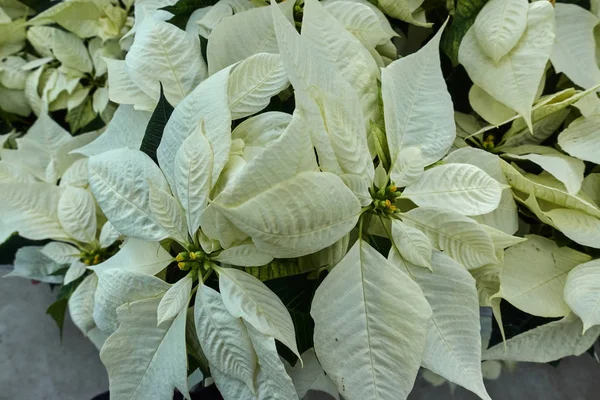 Poinsettia Blanc Noël — Photo