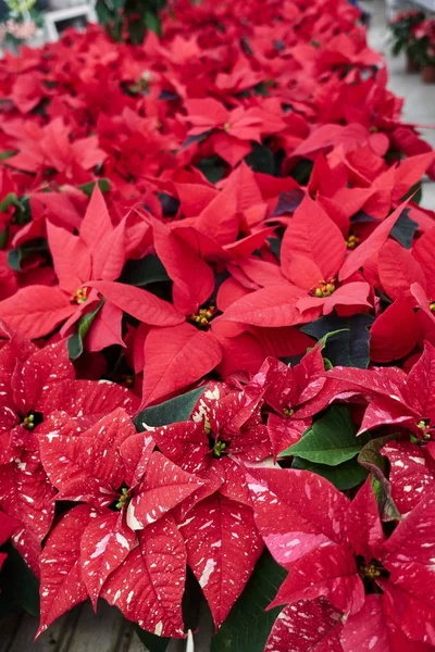 Poinsettia Roja Navidad —  Fotos de Stock