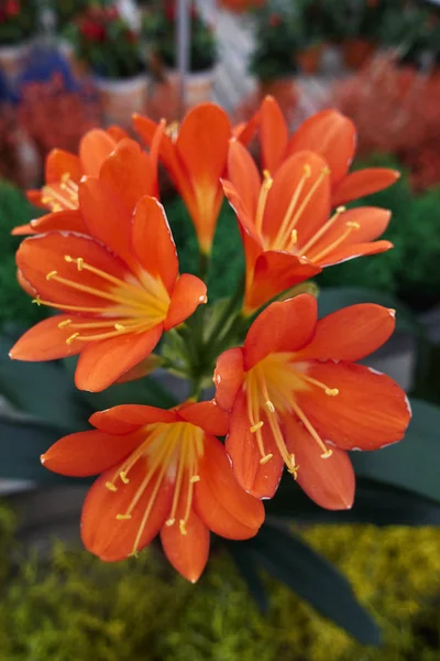 clivia Bahçe
