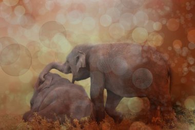 çayır üzerinde oynarken fil