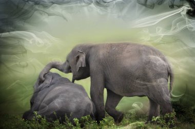 çayır üzerinde oynarken fil