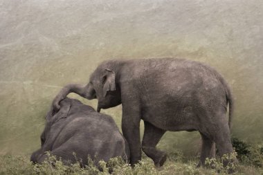çayır üzerinde oynarken fil