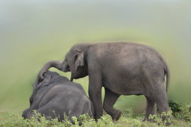 çayır üzerinde oynarken fil
