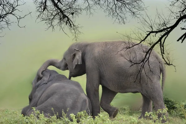 Elefante Brincando Prado — Fotografia de Stock