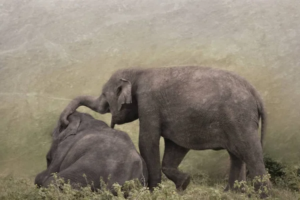 çayır üzerinde oynarken fil