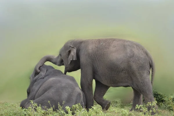 çayır üzerinde oynarken fil