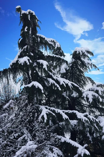 Tree Snow Winter Night — Stock Photo, Image