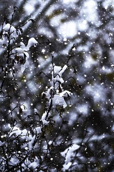 Árvore Neve Noite Inverno — Fotografia de Stock
