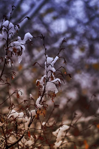 Arbre Neige Dans Nuit Hiver — Photo