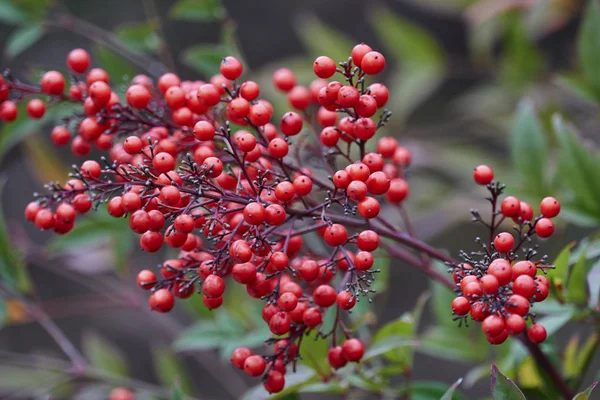 Rote Beeren Winter Garten — Stockfoto