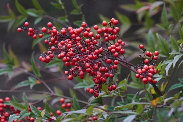 Baga Vermelha Jardim Inverno — Fotografia de Stock