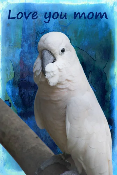 Cacatua Parrot Its Perch — Stock Photo, Image