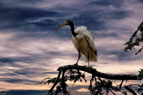 Священний Птах Ібіс Дереві — стокове фото