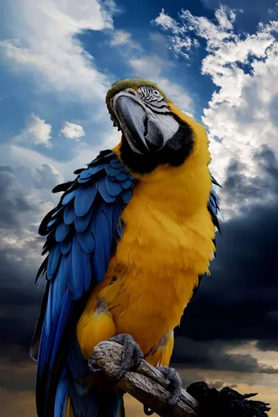 Ara Ararauna Papagaio Seu Poleiro — Fotografia de Stock