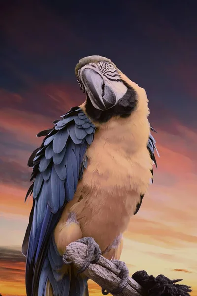 Ara Ararauna Parrot Its Perch — Stock Photo, Image