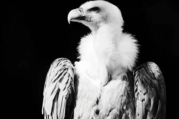 Snow Vulture Gyps Himalayensis — Stock Photo, Image