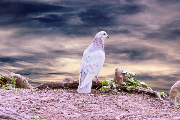 Göl Kenarında Yalnız Güvercin — Stok fotoğraf