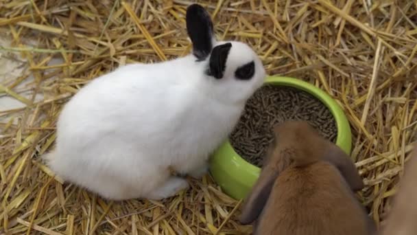 Anak anjing kelinci makan di peternakan — Stok Video