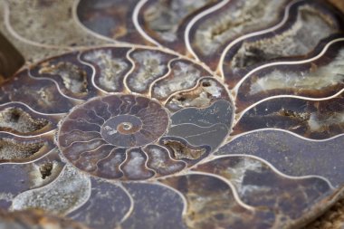 arka plan olarak fosil taş