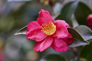 gardenya Çiçek bahçesinde