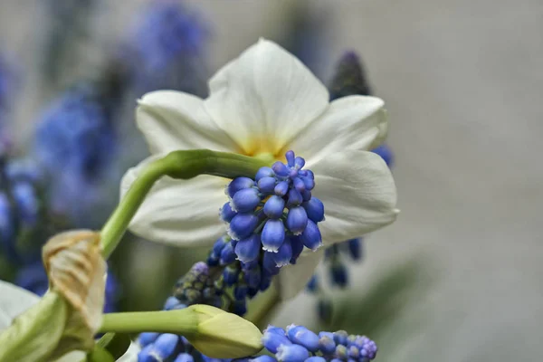 Modřenec Modrý Květ Zahradě — Stock fotografie
