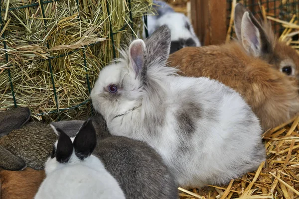 puppies of rabbit in the farm