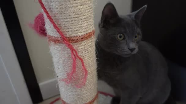 Niedliche graue Katze — Stockvideo