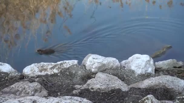 海狸鼠在湖 — 图库视频影像