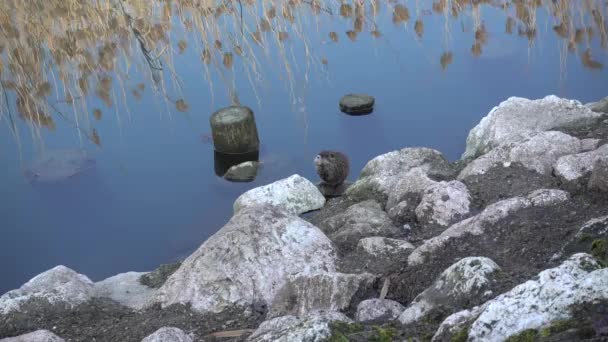 Nutria en el lago — Vídeos de Stock