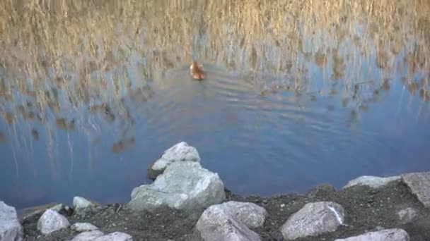 Nutria au bord du lac — Video