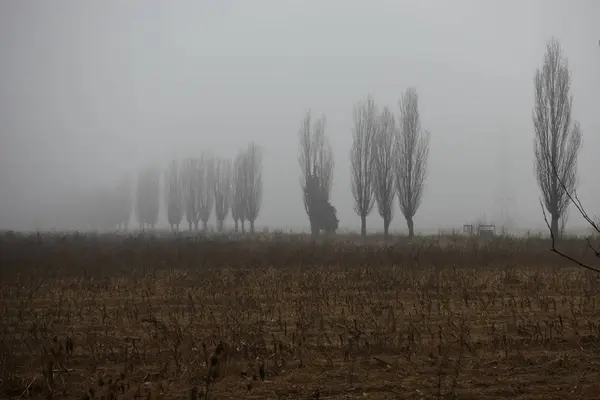 Mező Ködben — Stock Fotó