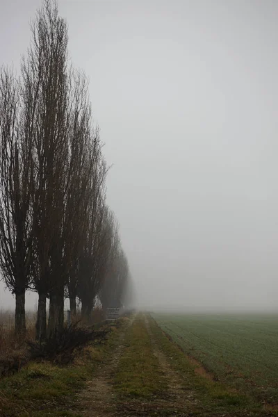 Campo Árbol Niebla — Foto de Stock