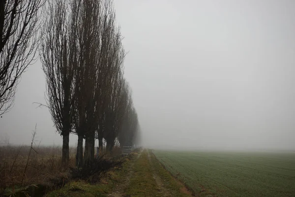 雾中的田野和树 — 图库照片