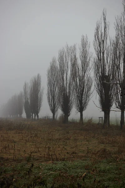 Campo Árbol Niebla — Foto de Stock