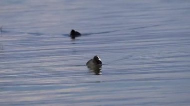 Coot göl kenarında