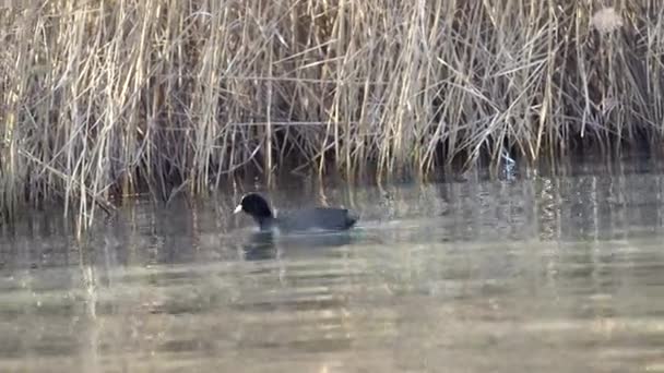 Coot on the lake — Stock Video