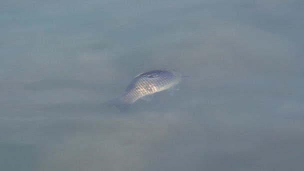 chub est mort dans le lac 