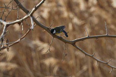 トルコ - 1954年年頃： グローブと 1954年年頃フラグを示しています、トルコによって印刷スタンプ