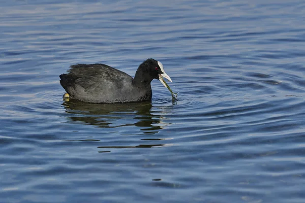 Coot Sul Lago — Foto Stock