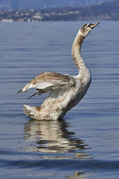 Cachorro Mudo Cisne Lago — Foto de Stock