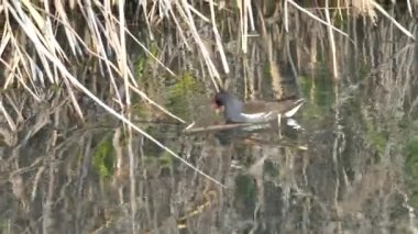 moorhen gallinula chloropus