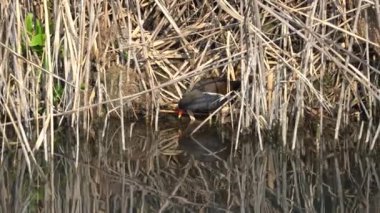 moorhen gallinula chloropus