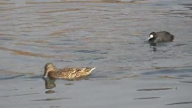 Göl üzerinde ördek