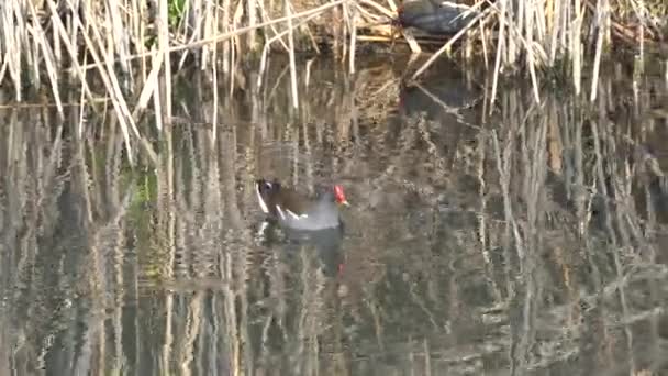 Moorhen gallinula chloropus — Stock Video