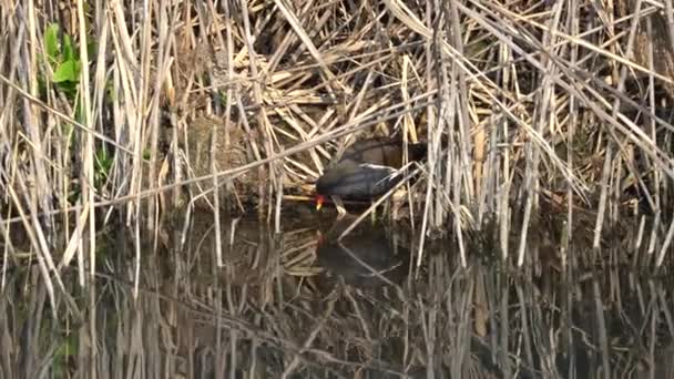 Νερόκοτα gallinula chloropus — Αρχείο Βίντεο